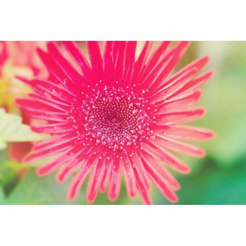 Pink Gerbera Black Modern Wood Framed Art Print with Double Matting by Bryant, Susan