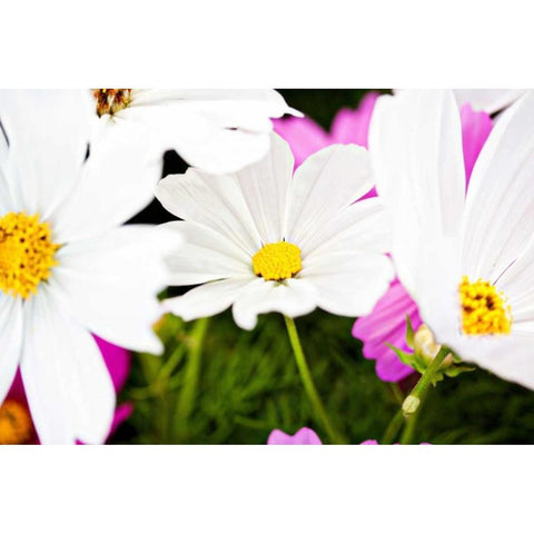Daisies I Black Modern Wood Framed Art Print by Bryant, Susan