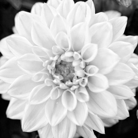 Black and White Gerber I White Modern Wood Framed Art Print by Bryant, Susan