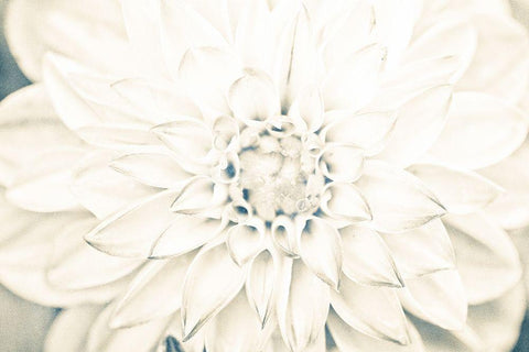 Bright White Bloom I Black Ornate Wood Framed Art Print with Double Matting by Bryant, Susan