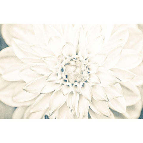 Bright White Bloom I Black Modern Wood Framed Art Print with Double Matting by Bryant, Susan