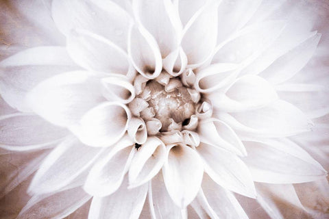 Bright White Bloom II White Modern Wood Framed Art Print with Double Matting by Bryant, Susan