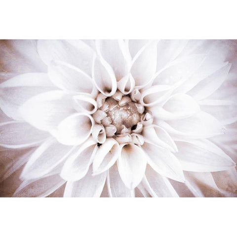 Bright White Bloom II White Modern Wood Framed Art Print by Bryant, Susan
