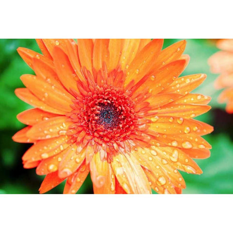 Orange Gerbera Black Modern Wood Framed Art Print by Bryant, Susan