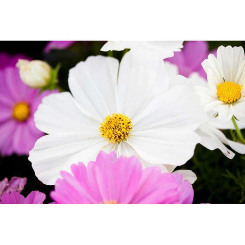 Daisies II White Modern Wood Framed Art Print by Bryant, Susan