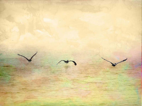 Seagulls in the Sky I Black Ornate Wood Framed Art Print with Double Matting by Mabat, Ynon