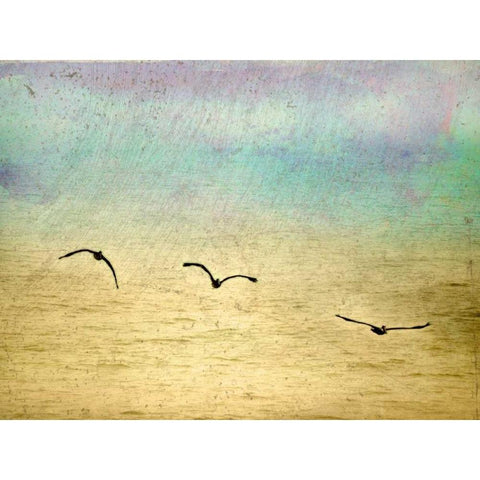 Seagulls in the Sky II Black Modern Wood Framed Art Print with Double Matting by Mabat, Ynon