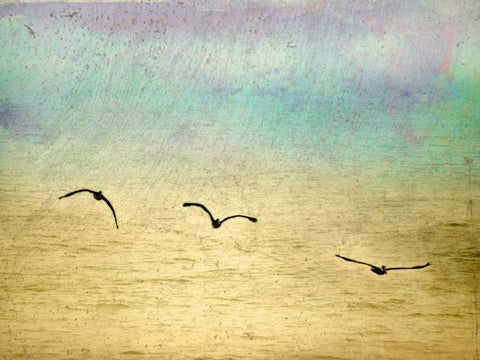 Seagulls in the Sky II White Modern Wood Framed Art Print with Double Matting by Mabat, Ynon