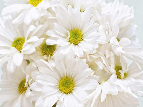 Bunch of White Daisies White Modern Wood Framed Art Print with Double Matting by Peck, Gail