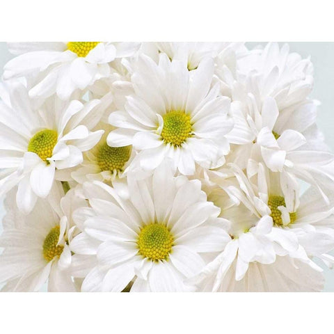 Bunch of White Daisies White Modern Wood Framed Art Print by Peck, Gail