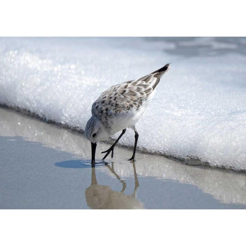 Sandpiper I White Modern Wood Framed Art Print by Nawrocke, Bruce