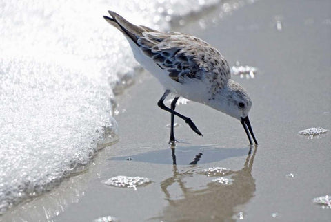 Sandpiper II White Modern Wood Framed Art Print with Double Matting by Nawrocke, Bruce