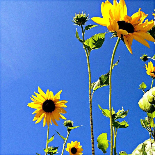 Image Only