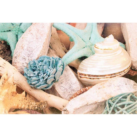 Bundle of Shells II Black Modern Wood Framed Art Print with Double Matting by Bryant, Susan