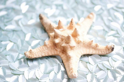 Shimmer Shells II White Modern Wood Framed Art Print with Double Matting by Bryant, Susan