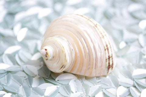 Shimmer Shells IV White Modern Wood Framed Art Print with Double Matting by Bryant, Susan