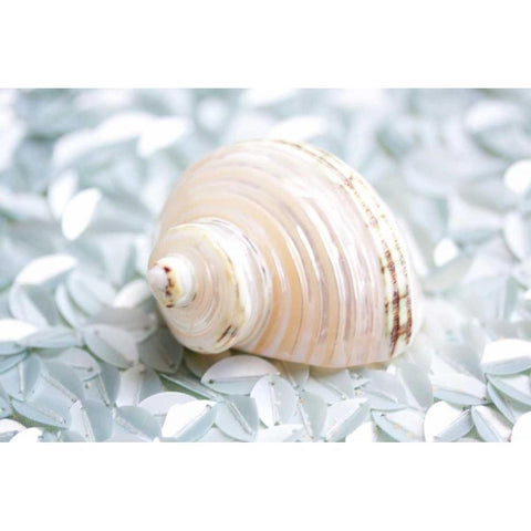 Shimmer Shells IV Black Modern Wood Framed Art Print with Double Matting by Bryant, Susan