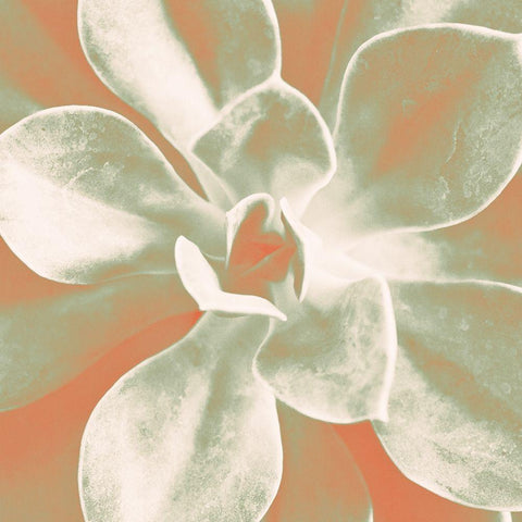 Tropical Succulent White Modern Wood Framed Art Print with Double Matting by Bryant, Susan