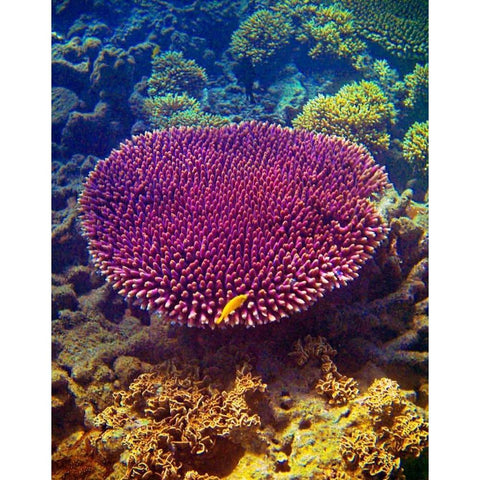 Barrier Reef Coral II White Modern Wood Framed Art Print by Mansfield, Kathy