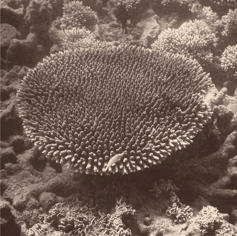 Sepia Barrier Reef Coral II White Modern Wood Framed Art Print with Double Matting by Mansfield, Kathy