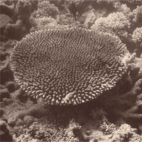 Sepia Barrier Reef Coral II Black Modern Wood Framed Art Print with Double Matting by Mansfield, Kathy