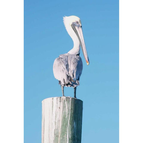 Pelican Perched I Black Modern Wood Framed Art Print with Double Matting by Mansfield, Kathy