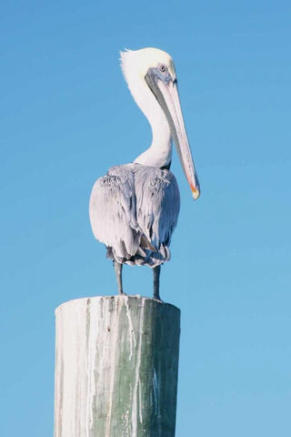 Pelican Perched I White Modern Wood Framed Art Print with Double Matting by Mansfield, Kathy
