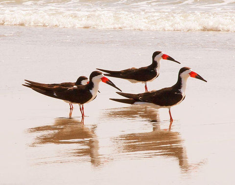 Black Skimmers I (close up) Black Ornate Wood Framed Art Print with Double Matting by Mansfield, Kathy