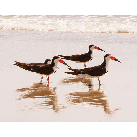 Black Skimmers I (close up) White Modern Wood Framed Art Print by Mansfield, Kathy