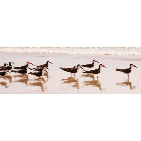 Black Skimmers I Black Modern Wood Framed Art Print with Double Matting by Mansfield, Kathy