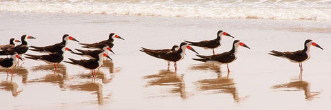 Black Skimmers I White Modern Wood Framed Art Print with Double Matting by Mansfield, Kathy