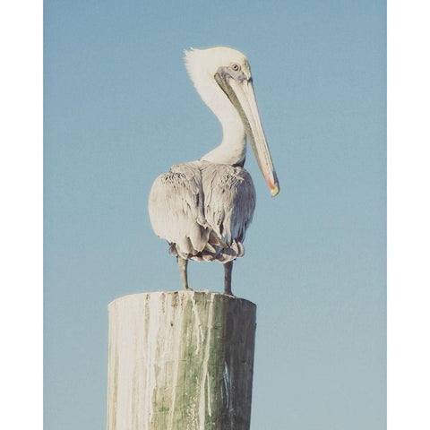 Pelican Post Muted I White Modern Wood Framed Art Print by Mansfield, Kathy