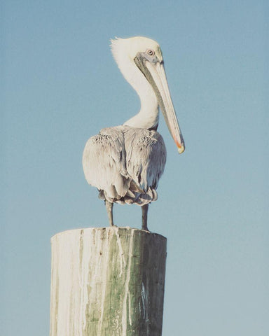 Pelican Post Muted I Black Ornate Wood Framed Art Print with Double Matting by Mansfield, Kathy