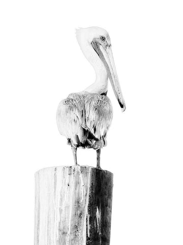 BW Pelican Black Ornate Wood Framed Art Print with Double Matting by Mansfield, Kathy