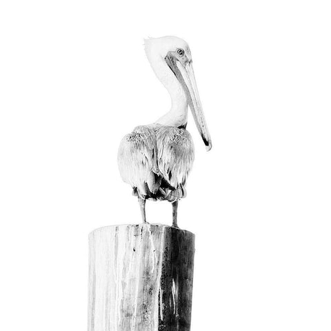 BW Pelican Black Modern Wood Framed Art Print by Mansfield, Kathy