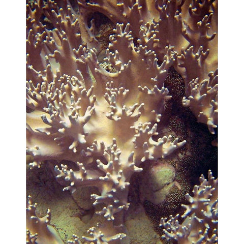 Barrier Reef Coral I Black Modern Wood Framed Art Print with Double Matting by Mansfield, Kathy