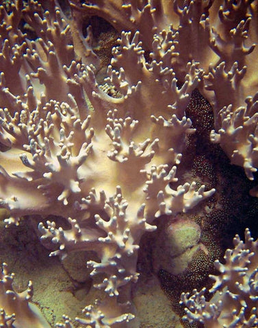 Barrier Reef Coral I Black Ornate Wood Framed Art Print with Double Matting by Mansfield, Kathy