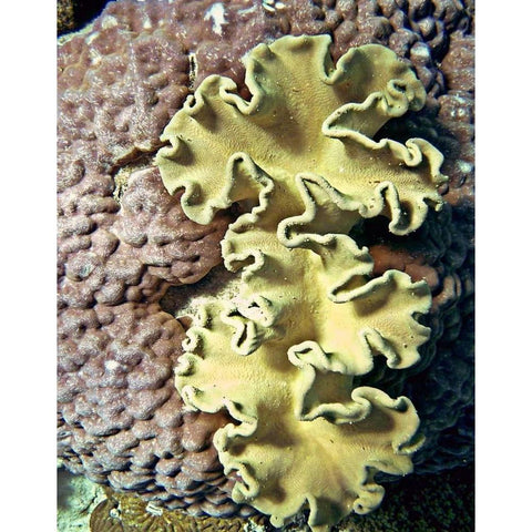 Barrier Reef Coral IV White Modern Wood Framed Art Print by Mansfield, Kathy