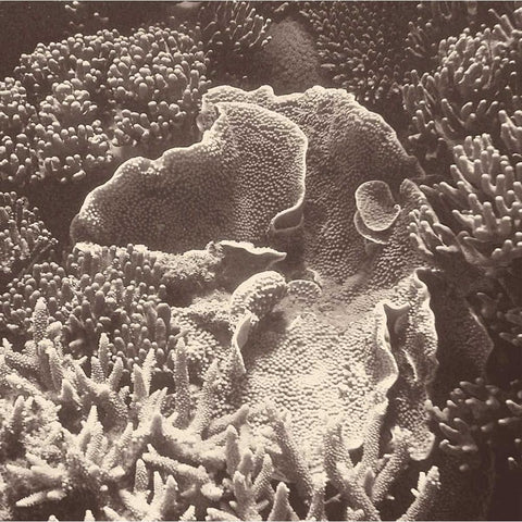 Sepia Barrier Reef Coral III Gold Ornate Wood Framed Art Print with Double Matting by Mansfield, Kathy