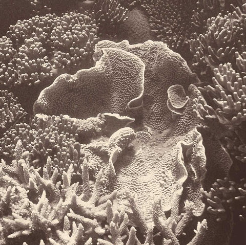 Sepia Barrier Reef Coral III Black Ornate Wood Framed Art Print with Double Matting by Mansfield, Kathy