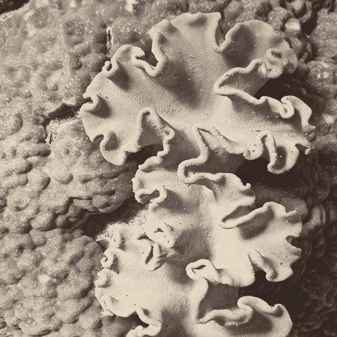Sepia Barrier Reef Coral IV White Modern Wood Framed Art Print with Double Matting by Mansfield, Kathy
