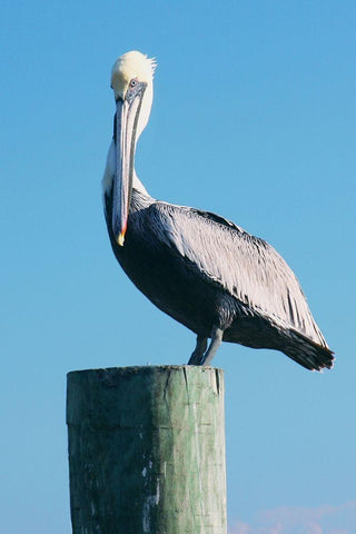 Pelican Perched II Black Ornate Wood Framed Art Print with Double Matting by Mansfield, Kathy
