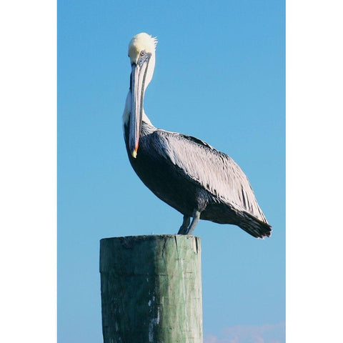 Pelican Perched II Black Modern Wood Framed Art Print by Mansfield, Kathy