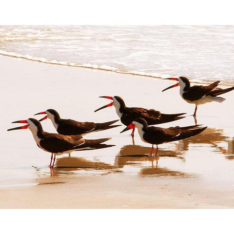 Black Skimmers II Black Modern Wood Framed Art Print with Double Matting by Mansfield, Kathy