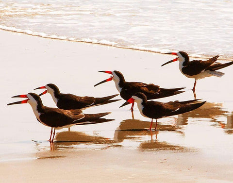 Black Skimmers II Black Ornate Wood Framed Art Print with Double Matting by Mansfield, Kathy