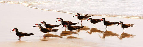 Black Skimmers II White Modern Wood Framed Art Print with Double Matting by Mansfield, Kathy