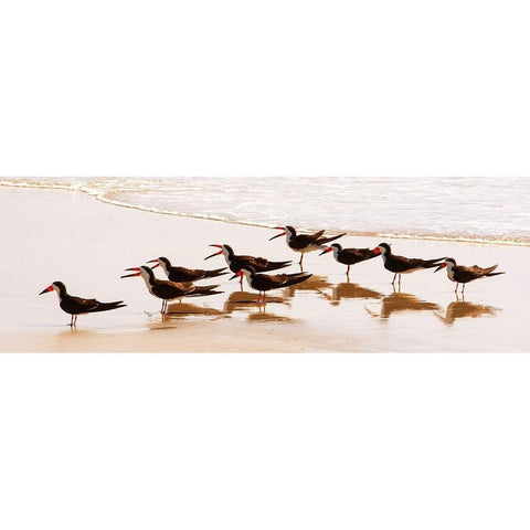 Black Skimmers II White Modern Wood Framed Art Print by Mansfield, Kathy
