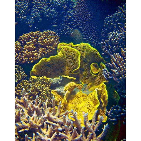 Barrier Reef Coral III White Modern Wood Framed Art Print by Mansfield, Kathy