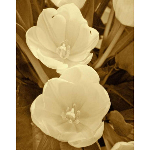 Sepia Blooms I Gold Ornate Wood Framed Art Print with Double Matting by Rodriguez, Jairo