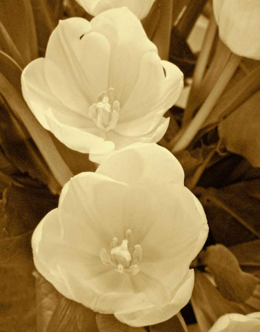 Sepia Blooms I Black Ornate Wood Framed Art Print with Double Matting by Rodriguez, Jairo